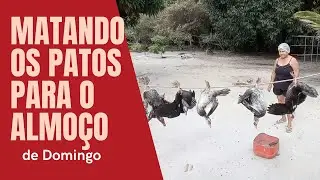 MATANDO AVES PARA ALMOÇO DE DOMINGO