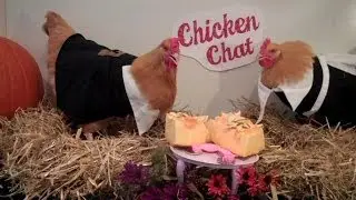 Chicken Chat:  Trash Talk the Turkeys!