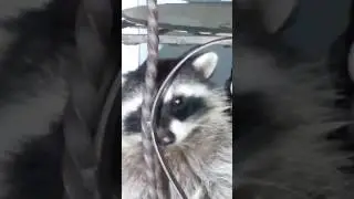 Copy of Racoon family extreme close up!