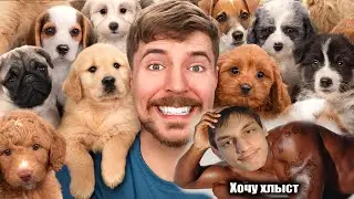 Я Спас 100 Брошенных Собак! - Реакция на MrBeast (Мистер Бист)