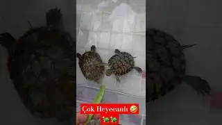 Yemek Vakti Aşırı Heyecanlı 🤣🐢🐢 #turtles #pets #kaplumbağalar