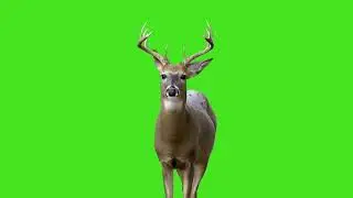 🦌Reindeer Animal green screen video | 4K Deer | Green Screen chroma key | 