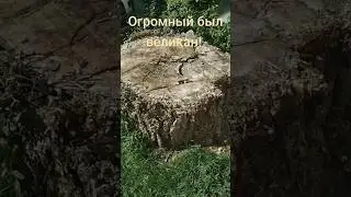 Скоро всех великанов истребят! Они якобы корнями дома рушат! #шортс #short #nature #природа #деревья
