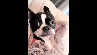 Tippi sings Achey Breaky