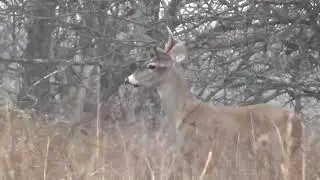Missouri rifle deer season 2017