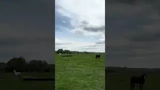 Лошадки на поле #animals