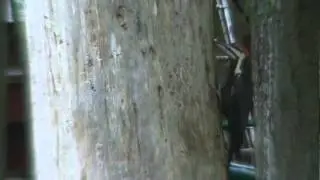 Pileated Woodpecker Port Orchard Washington