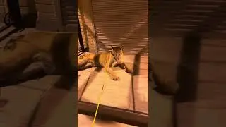 Лама рядом отказали пуме Геркулесу в помощи 😿