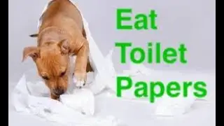COVID-19: Can you eat toilet papers? MUST watch!