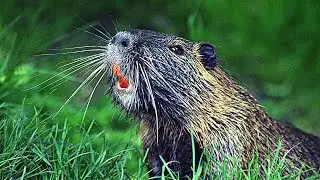 💚 Animals for Kids: Beaver, Lizard, Caribou, Flamingo, Cheetah — ✅ SAVE THIS PLAYLIST