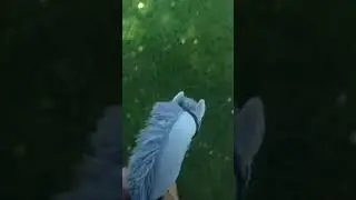 Go pro