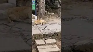 Jangan coba coba lawan oyen