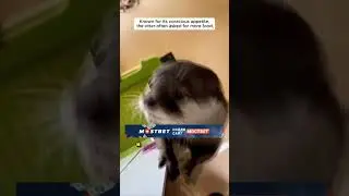 Девушка нашла МАЛЕНЬКУЮ ВЫДРУ! Что ОНА СДЕЛАЛА С НЕЙ ПОТОМ😳