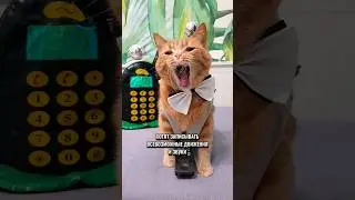 Что говорят котики 
