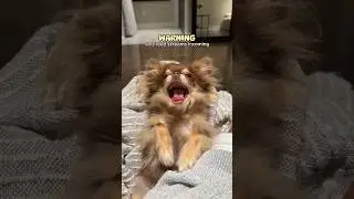 Dog Screams for Treat (SCARY) 😰🔊