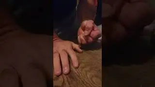 Walnut breaking - Willy's Life