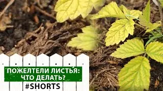 Это должен знать каждый: Что делать, если пожелтели листья? 