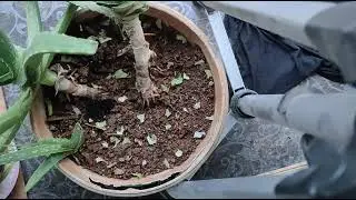 Feeding Lettuce to Snail  Allopeas clavulinum / Lamellaxis clavulinus / Tiny little Spike Awl snail