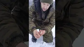 Как насадить живца  
