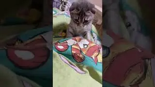 very curious and cheerful scottish fold plays and hunts