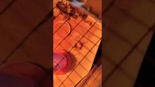 фазана тухумлар инкубатордан чикди