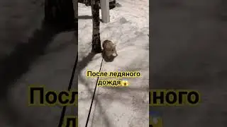 Хоть гусеницы одевай😱Мопс после ледяного дождя😱#shorts