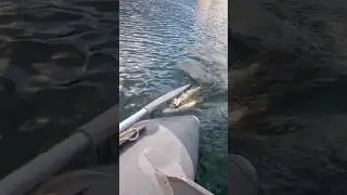 Kemalll bizim balıkların nerede olduğu belli oldu oğlum #türkiye #fishing #balikavi