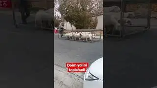 Doim yolini topishadi