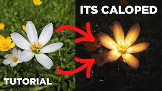 Calop Tutorial - Flowers - Photo Editing Tutorial