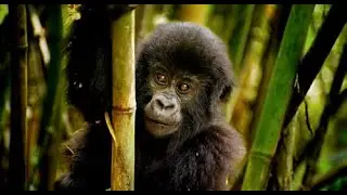 Wild Africa. Coming soon in 3D to Museum Movies.