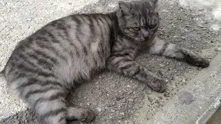 Что случилось, почему у кошки нет хвоста. История кошки Мурки