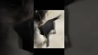 The wildest dog Nyura shorts 