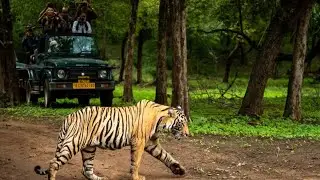 Finding the Tiger in Jungle #junglesafari #nationalparks