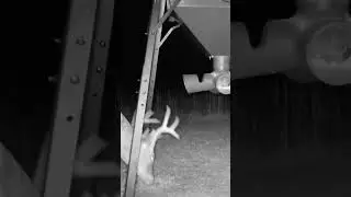 Trail Camera Action! #New #shorts #shortsclip #youtube #youtubeshorts #deer #deerhunting