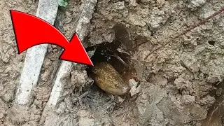 UNTUNG DIREKAM,, saking laparnya belut ini sampe keluar dari lobang,#eelfishing @manggarpas6904