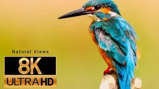 Satisfying... Amazing World Of Birds Original Satisfying Videos 