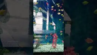 Beautiful Fish 🐬🐋🐳🐟🦈🦭