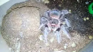 Lasiodora parahybana
