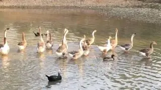 adana çoban dede gezilecek yer,piknik alanı