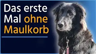 Resozialisierung nötig! bisheriges Training hat sein Leben unnötig erschwert. Cooper Teil 1