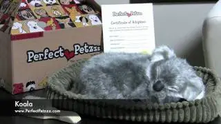 Perfect Petzzz : Koala