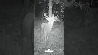 HA COMENZADO LA BERREA?? 🦌🌧️ 