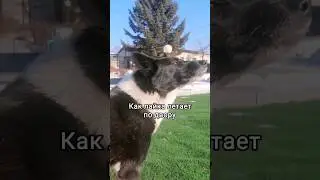 жиза? #perrodog #РЕЛБЕРТА #рел #лайка #рек #топ #собаки