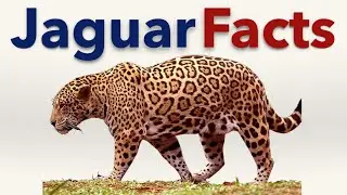 Jaguar Facts