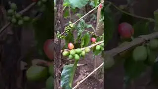 Самый дорогой кофе в Азии! Кофе Лювак!