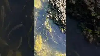 Рыбки /#shorts