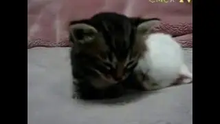 Милый котёнок засыпает прикол