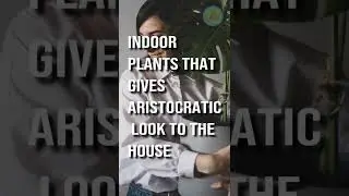 Indoor plants that gives aristocratic look to the house 