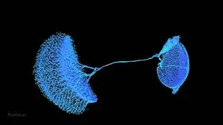 CT1 neuron