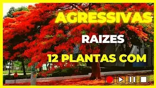 12 Plantas com raízes agressivas que pode trazer muitos transtornos no futuro.